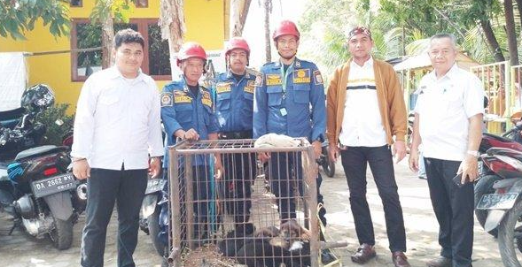 Tim Animal Rescue Evakuasi 7 Anak Anjing Liar di Belakang Kantor Kelurahan Keraton Kota Martapura